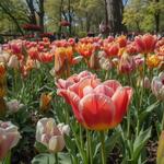 Фестиваль тюльпанов (Canadian Tulip Festival) в Канаде