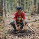 День посадки деревьев в Венесуэле