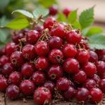 Луп Брусничник