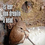 День Крапивника в Ирландии